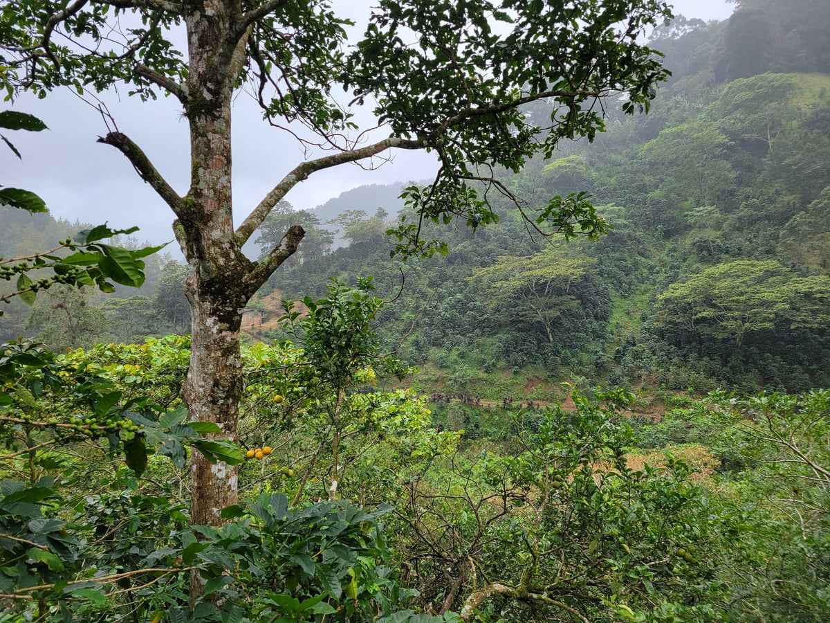 A tall tree above dense green coffee and forest on a misty hillside