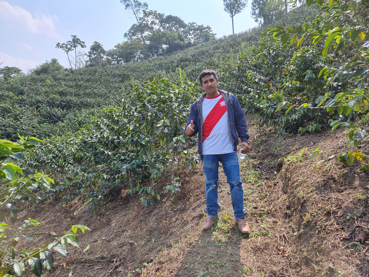 A coffee producer standing among coffee trees on a hillside farm in Peru