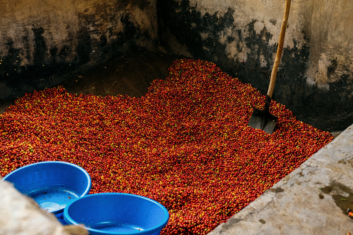 A heap of ripe red coffee cherries in a concrete tank, with a shovel and blue buckets