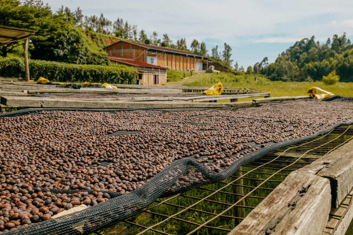 Coffee drying on long raised beds in front of a washing station building