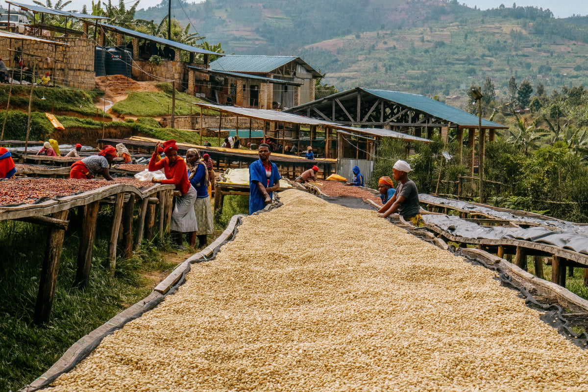 Workers sorting parchment coffee on raised drying beds on a terraced hillside