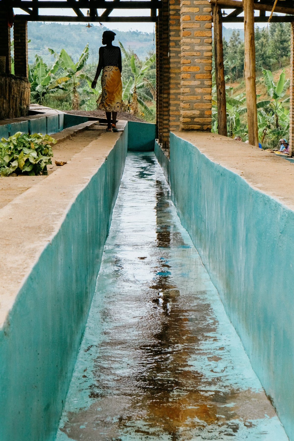 A worker standing beside a long concrete washing channel at a coffee washing station