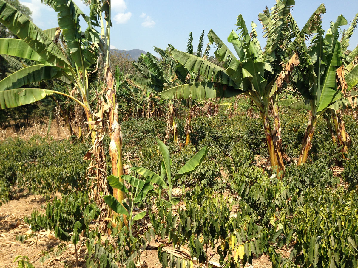 Coffee growing in the shade of banana plants on a smallholder farm