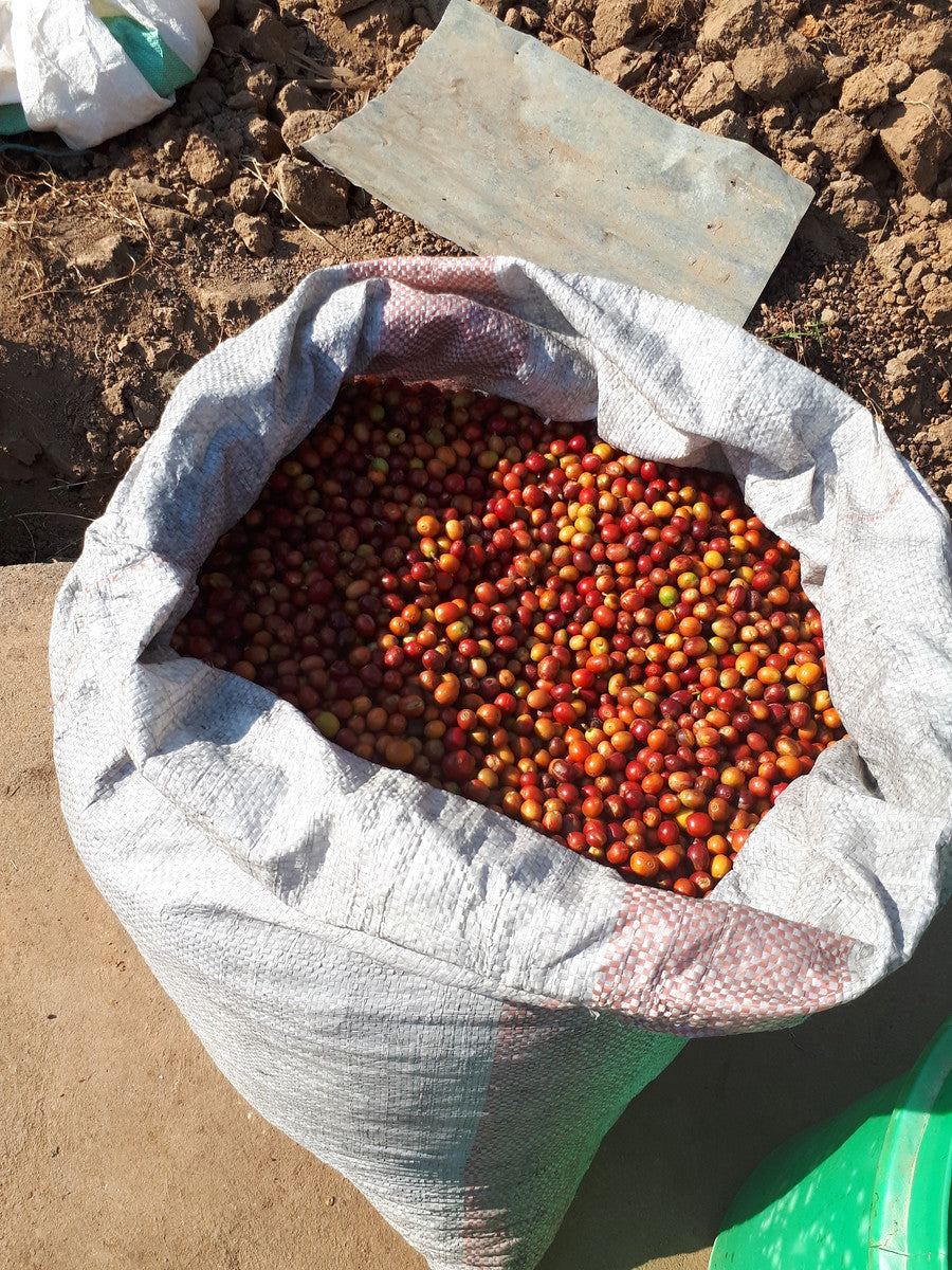 An open sack full of freshly picked red coffee cherries