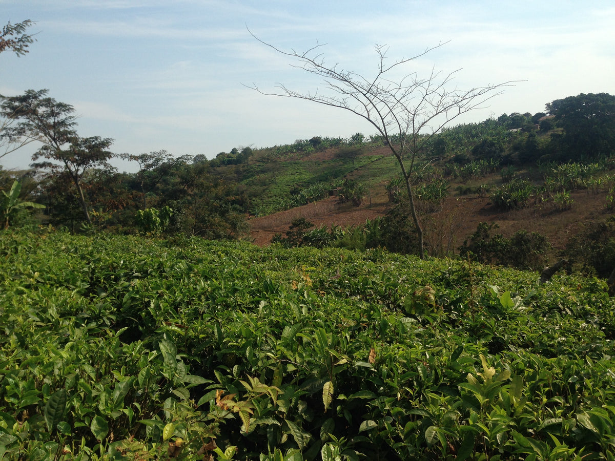Rows of coffee plants in front of a bare tree and red-earth hills