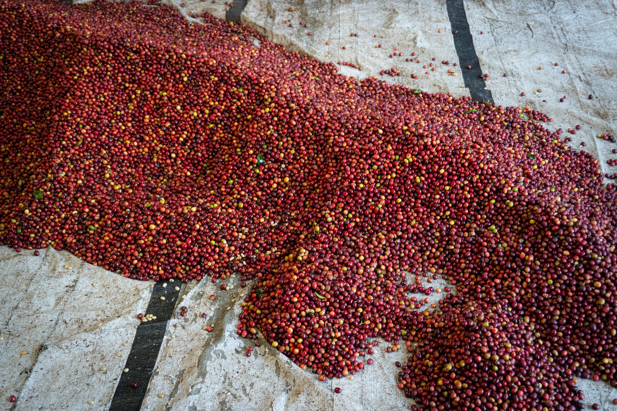 Red coffee cherries spread out to dry on a tarpaulin