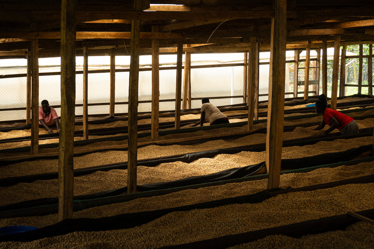 Long raised drying beds of parchment coffee under a wooden shelter