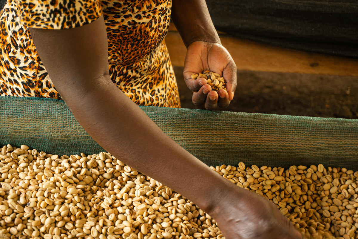 A hand picking through parchment coffee on a drying bed