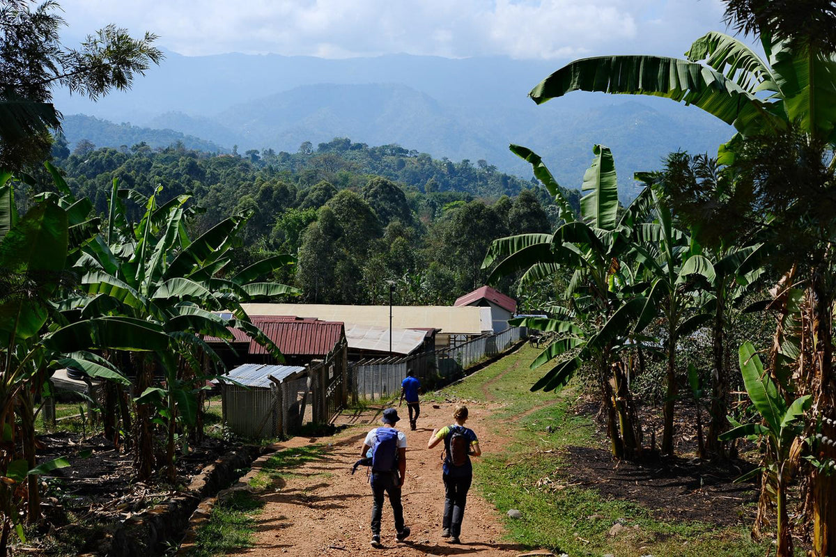 Forested mountains behind banana plants and the tin roofs of a coffee farm